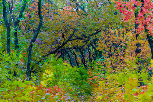 A photo of autumn  - natural background