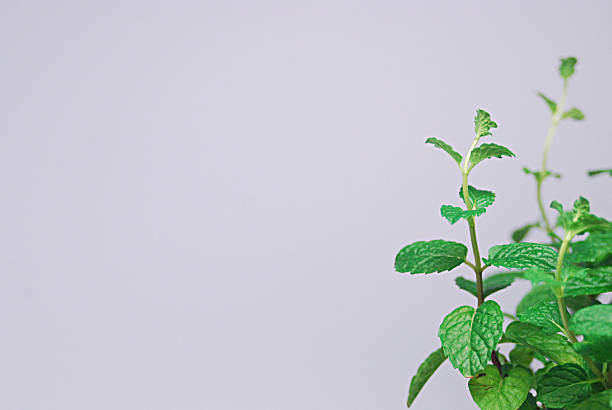 rosmarino e menta - mortar and pestle herb coriander seed cilantro foto e immagini stock