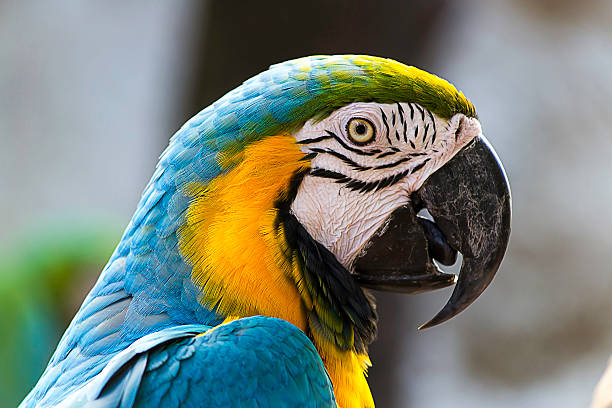 istock Black colorful parrot mouth. 452523953