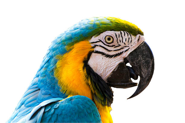istock Black colorful parrot mouth. 452524031