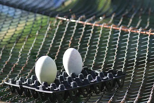 Double big eggs swan put in plastic tray on iron net.