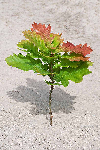 oak árvore jovem - origins oak tree growth plant imagens e fotografias de stock