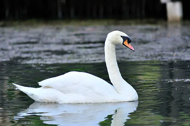 White-swan floating in lake, North of Thailand.