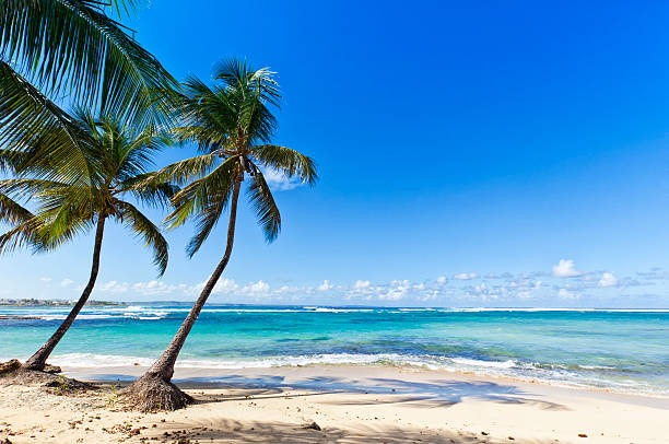 istock Tropical Beach at Le Moule, Guadeloupe Island 452526247