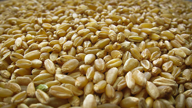 Amber Durum Wheat stock photo