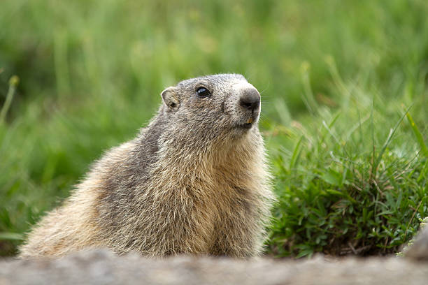 istock Cute marmot in the alps 452526679
