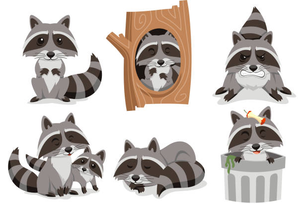 ilustraciones, imágenes clip art, dibujos animados e iconos de stock de raccoons de mapache - outsmart