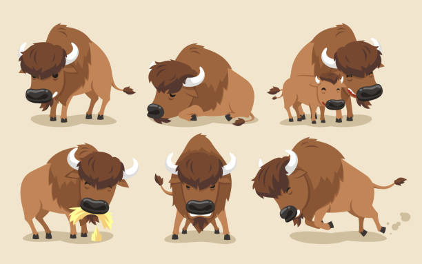 american bison buffalo set - çoban sürücü illüstrasyonlar stock illustrations