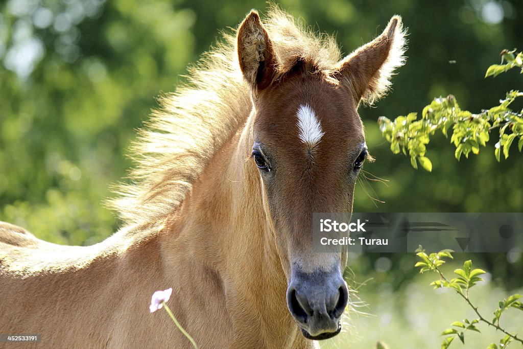 Young horse A portrait of a young horse Agricultural Field Stock Photo