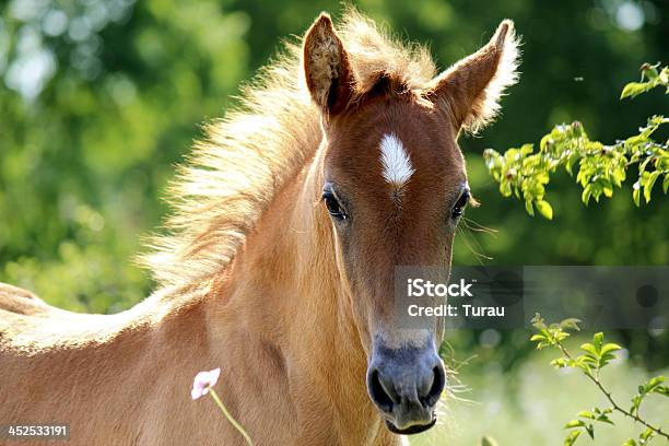 Young Horse Stock Photo - Download Image Now - Agricultural Field, Alertness, Animal