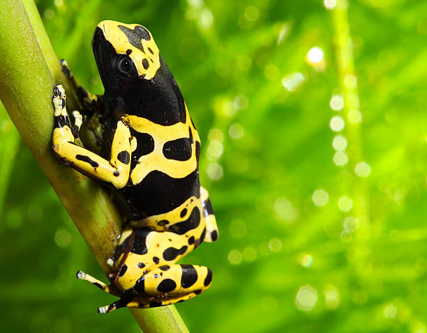 istock The dart frog Dendrobates leucomelas. 452535247