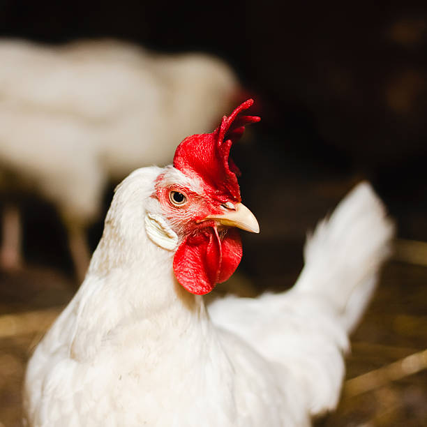istock White chicken looking out of the barn 452535361