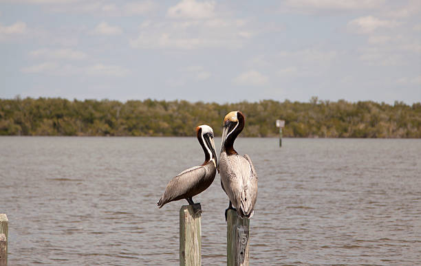 Cтоковое фото Два коричневый Pelicans на должности