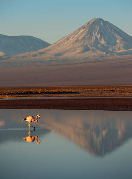 istock Landscape with pink flamingo 452536527