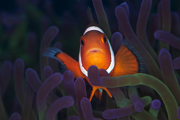 istock Clown fish hiding in anemone 452536571