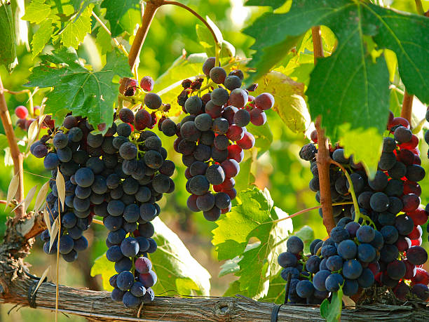 brunello di montalcino - montalcino foto e immagini stock