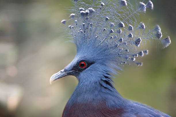 istock Victoria Crowned Pigeon 452537983
