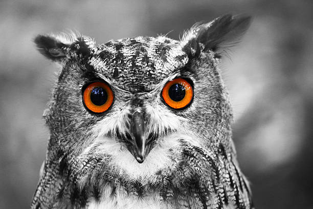 eagle owl porträt - eurasian ethnicity stock-fotos und bilder