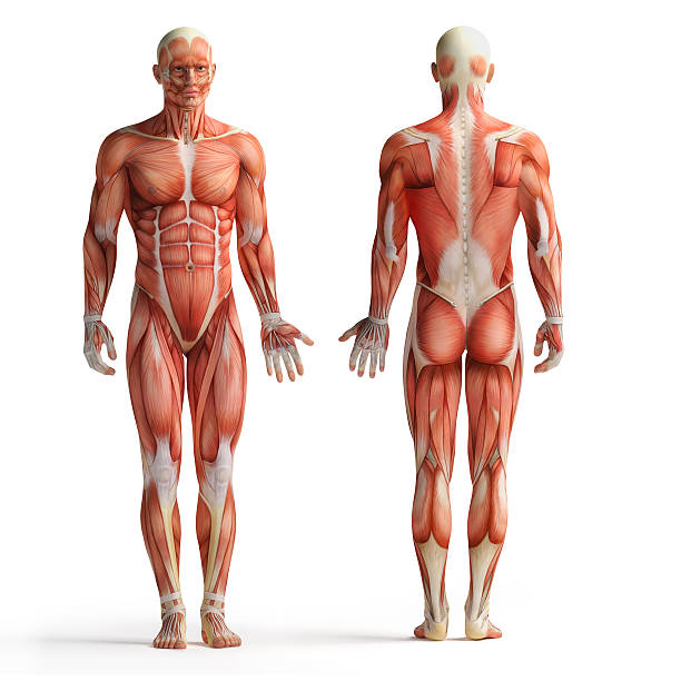 human anatomy view human anatomy view from back and front human muscle stock pictures, royalty-free photos & images