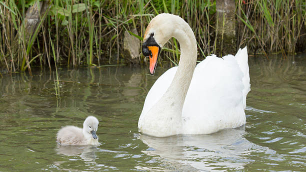 istock Cygnet is swimming in the water 452541637