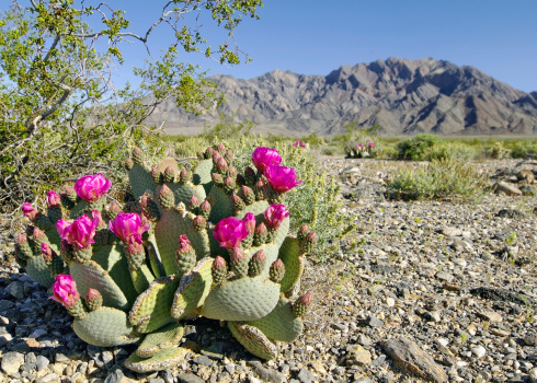 Photo taken in Death Valley National Park in California. This is a blooming beavertail cactus plant in midday light. The vibrant magenta color of the flower stand out in the muted greenish tones of the desert. A mountain range appears in the distance and slightly blurred owing to s shallow depth of field. The cactus plant is in sharp focus. 