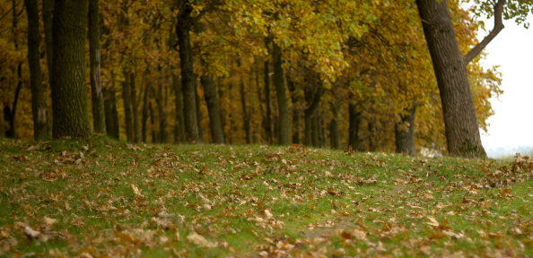 autumn footpath close up, autumn leaf covered footpath,