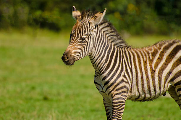Baby Zebra pięknej paski – zdjęcie