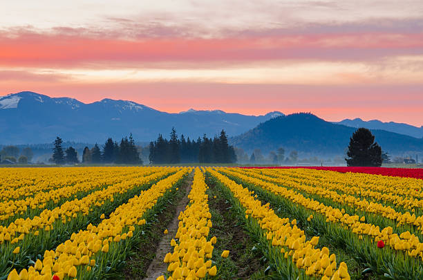 Życiem tulip pola Skagit Dolina – zdjęcie