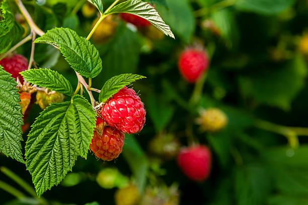 istock Ripe raspberries on a plant. 452545357