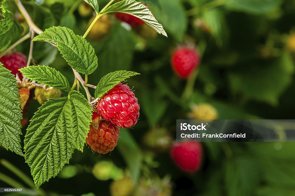 Ripe raspberries on a plant. Ripe raspberries on a plant ready for harvest. Raspberry Plant Stock Photo