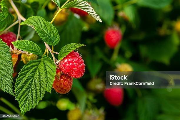 Ripe Raspberries On A Plant Stock Photo - Download Image Now - Raspberry Plant, Flower, Agriculture