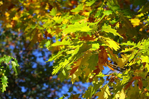 istock oak leaves, golden autumn 452545401