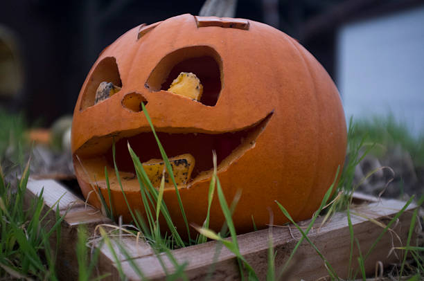 istock Happy Jack o' Lantern on garden 452547563
