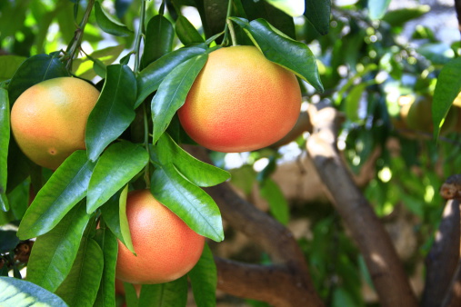 Ripe grapefruit fruits on the tree (Citrus paradisi)