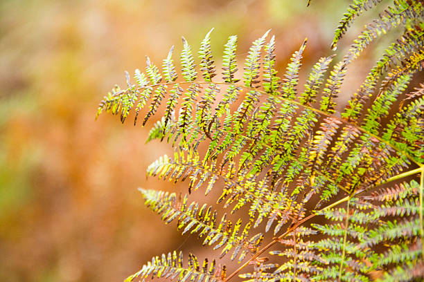 fern leaves in autumn