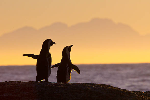 Pair of penguins standing together at sunset stock photo