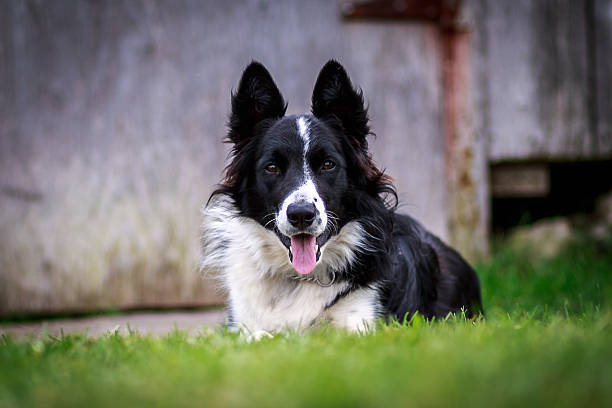 hello collie stock photo