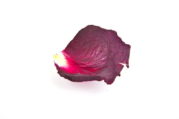 Dry Dark Purple petal stock photo