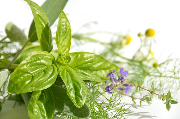 istock herbal leaves and flowers 452550277