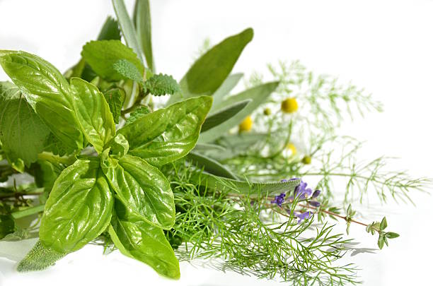istock herbal leaves and flowers 452550349