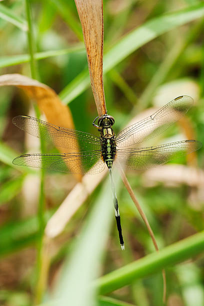 istock Green dragonfly on plant. 452550707