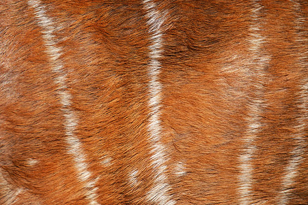 istock texture of real axis deer fur 452557269