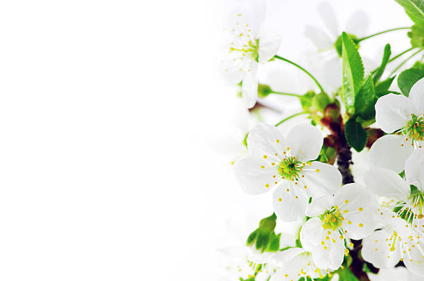 istock Tree branch with cherry flowers over white  background 452559277