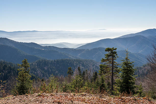 산 - stanislaus national forest 뉴스 사진 이미지