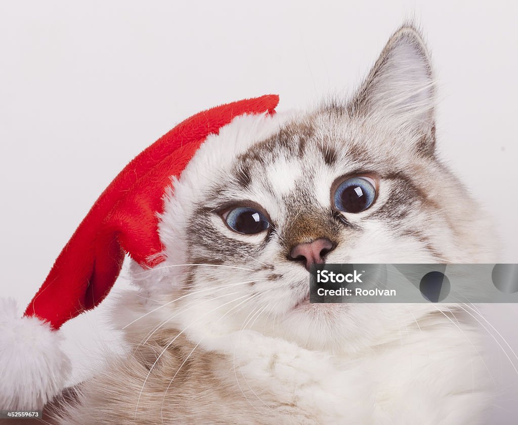 I'm Santa. I'm Santa..Cat wearing a Santa Claus hat. portrait Domestic Cat Stock Photo