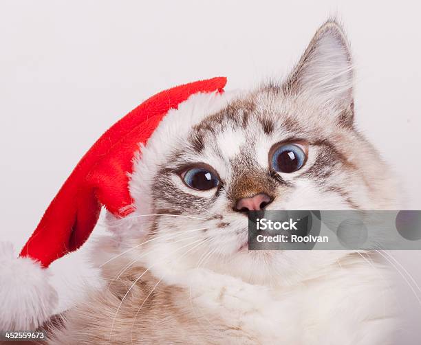 Im Santa Stock Photo - Download Image Now - Domestic Cat, Santa Claus, Christmas