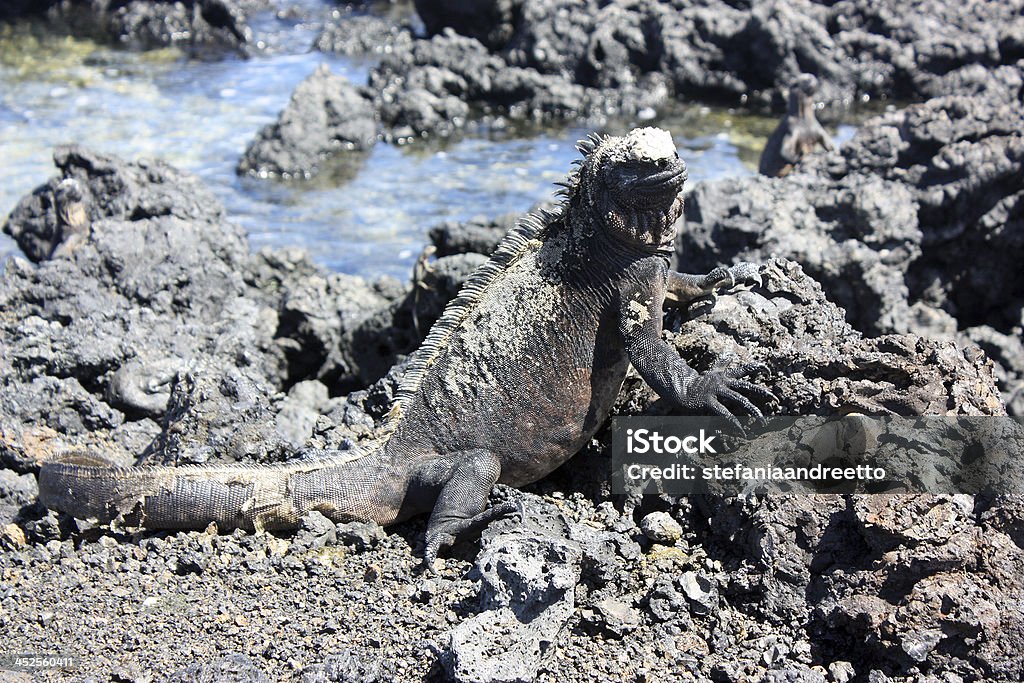 Iguana marina sull'Isola Bartolomé, Galapagos - Foto stock royalty-free di Ambientazione esterna