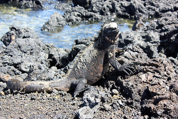 istock Marine Iguana on Bartolome Island, Galapagos 452560411