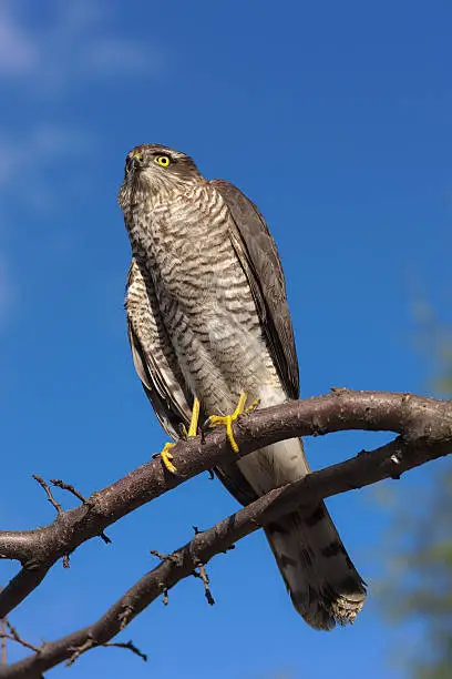 Portrait of a bird of prey on a tree branch