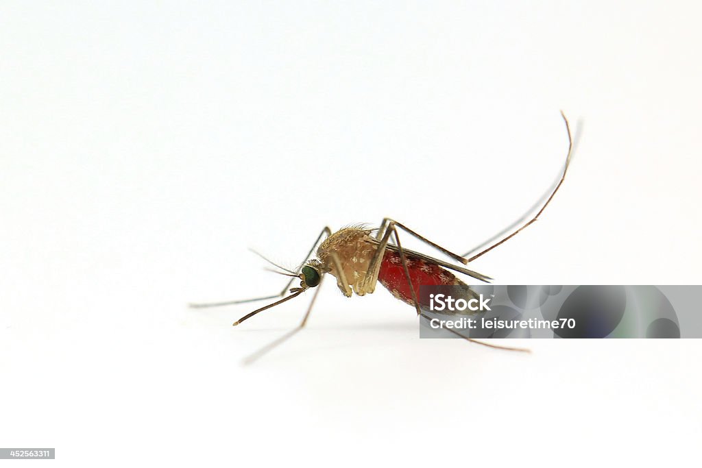 Mosquito isolated on white Mosquito isolated on white background Anopheles Mosquito Stock Photo